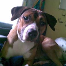 Amerikansk staffordshire terrier Daisy