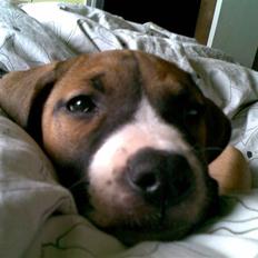 Amerikansk staffordshire terrier Daisy