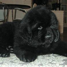 Newfoundlænder Hannibal (Cannon Bear's)