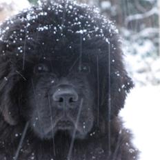 Newfoundlænder Hannibal (Cannon Bear's)