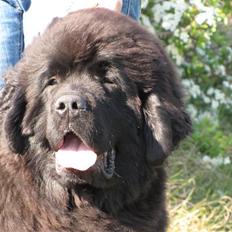 Newfoundlænder Hannibal (Cannon Bear's)