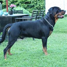 Rottweiler Balder