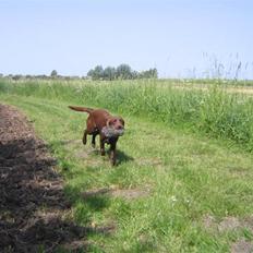 Labrador retriever Linka