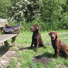 Labrador retriever Linka