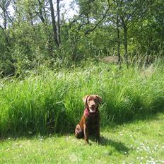 Labrador retriever Linka