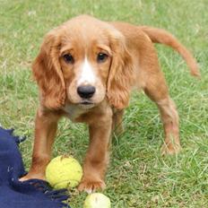 Cocker spaniel Louie