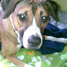 Amerikansk staffordshire terrier Daisy