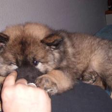 Eurasier Skovagergaards Bodil