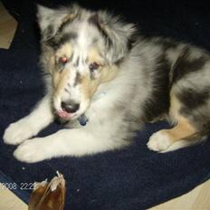 Collie langhåret Uglebjerg Big Daddy 