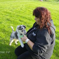 Collie langhåret Uglebjerg Big Daddy 