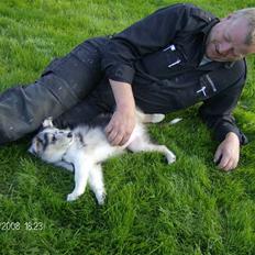Collie langhåret Uglebjerg Big Daddy 