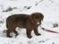Labrador retriever Cookie
