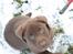 Labrador retriever Cookie