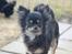 Chihuahua Selena