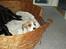 Jack russell terrier calle