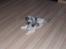 Lhasa apso R.I.P TUX - Ja man kan godt blive træt.
