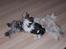 Lhasa apso R.I.P TUX - Åh nej hun vil tumle hele tiden.