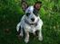 Australsk cattledog Max - Ørene er næsten oppe at stå!
