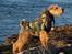 Welsh terrier Sváva's Fafner - William - William nu 18 mdr gammel og med en tur på stranden