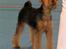 Welsh terrier Sváva's Fafner - William - på juleskuet kreds 10