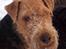 Welsh terrier Sváva's Fafner - William - 2 år