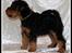 Welsh terrier Sváva's Fafner - William - 8 uger gammel stå billede