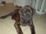 Blanding af racer R.I.P 20/4-2012(Bullmastiff) Gonzo  - Første dag i hans nye hjem:-)