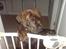 Blanding af racer R.I.P 20/4-2012(Bullmastiff) Gonzo  - Far jeg vil altså ikk putte´s nu.....