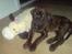 Blanding af racer R.I.P 20/4-2012(Bullmastiff) Gonzo  - Min bedste sove kammerat....   ;-)
