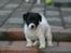 Jack russell terrier Jalte
