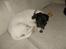 Jack russell terrier Jalte