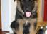 Schæferhund Kongo