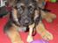 Schæferhund Kongo