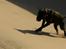Blanding af racer Basse - Boxador - lab/box