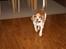Beagle Futte R.I.P. - Ja, nu er den vist ikke sjov mere, så lunter jeg lige over til kurven.