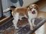 Beagle Futte R.I.P. - Uhmm, der var lige lidt mad på snuden.