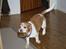 Beagle Futte R.I.P. - Jeg er meget stolt over min sko.