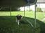 Engelsk springer spaniel Eddie