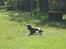 Engelsk springer spaniel Eddie