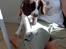 Engelsk springer spaniel Eddie