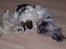 Lhasa apso R.I.P TUX - De leger hele tiden...