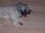 Lhasa apso R.I.P TUX - Så er der lige tid til at slappe af.
