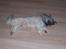 Lhasa apso R.I.P TUX - Det er bare så hårdt at lege...