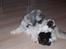 Lhasa apso R.I.P TUX - Så er der gang i den igen.