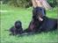 Flat coated retriever Smilla R.I.P <3.. - smilla ligger sammen med laika (laika er smillas hvalp)