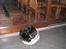 Flat coated retriever Smilla R.I.P <3.. - smilla ligger i bellas meget lille kurv...   frække smilla haha
