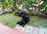 Flat coated retriever Smilla R.I.P <3.. - haha smilla ruller sig