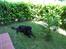 Flat coated retriever Smilla R.I.P <3.. - smilla i vores sommerhus