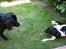 Flat coated retriever Smilla R.I.P <3.. - hva laver du.....