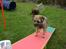 Border terrier .- Zoë -.  { Min'Ged ! :D - Jep kan det hele nu, så nu er det snart konkurrencer det gæler :P<3